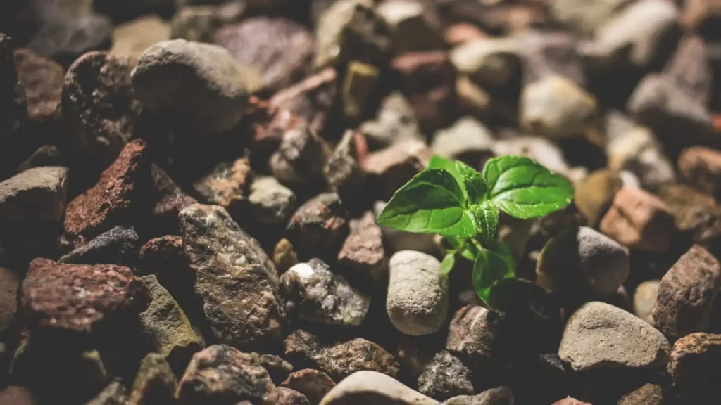 Ein Pflanzenspross zwischen braunen Steinen steht für Stärke , Business-Resilienz für Unternehmen